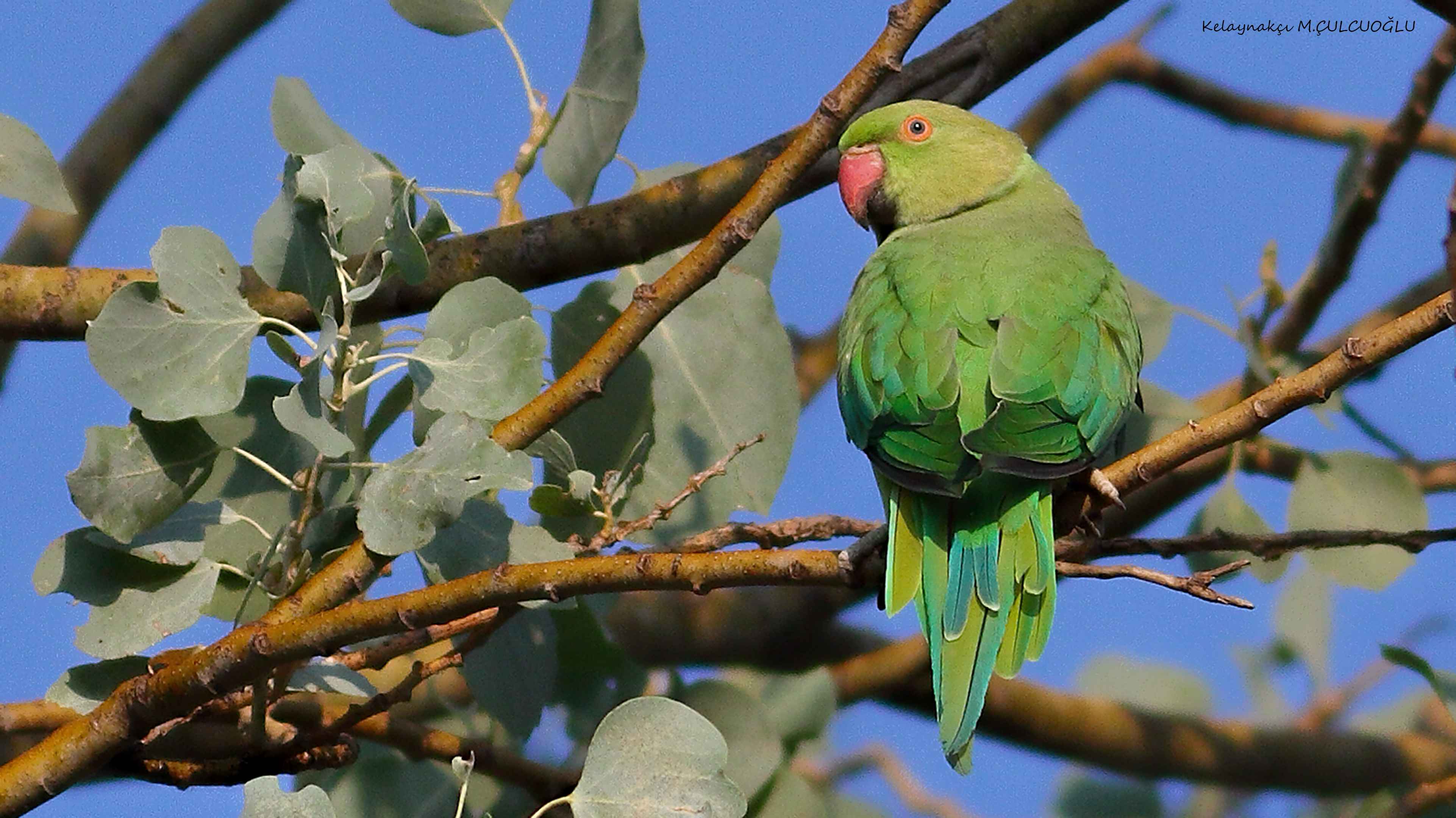 Rose-ringed Parakeet